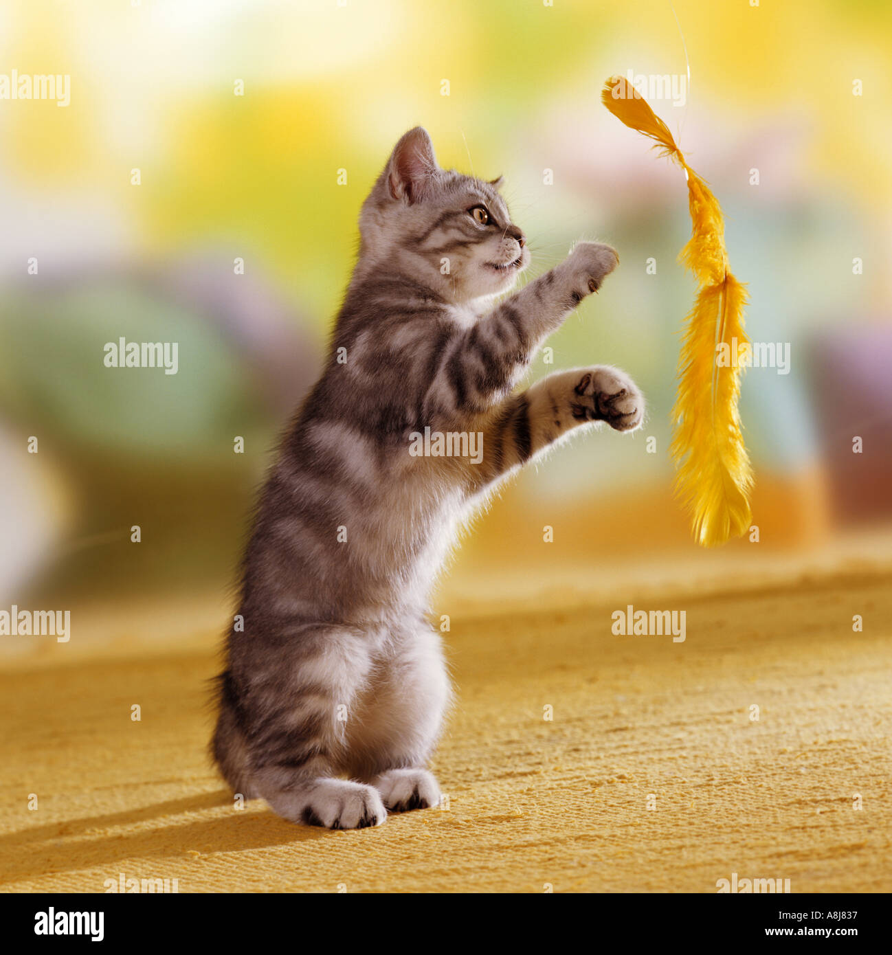 domestic cat kitten playing with feather Stock Photo Alamy