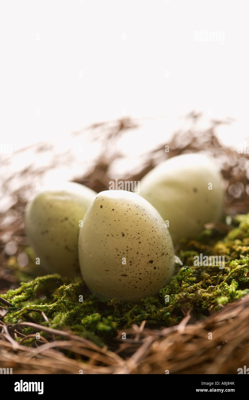 Studio still life of bird s nest with three speckled eggs Stock Photo ...