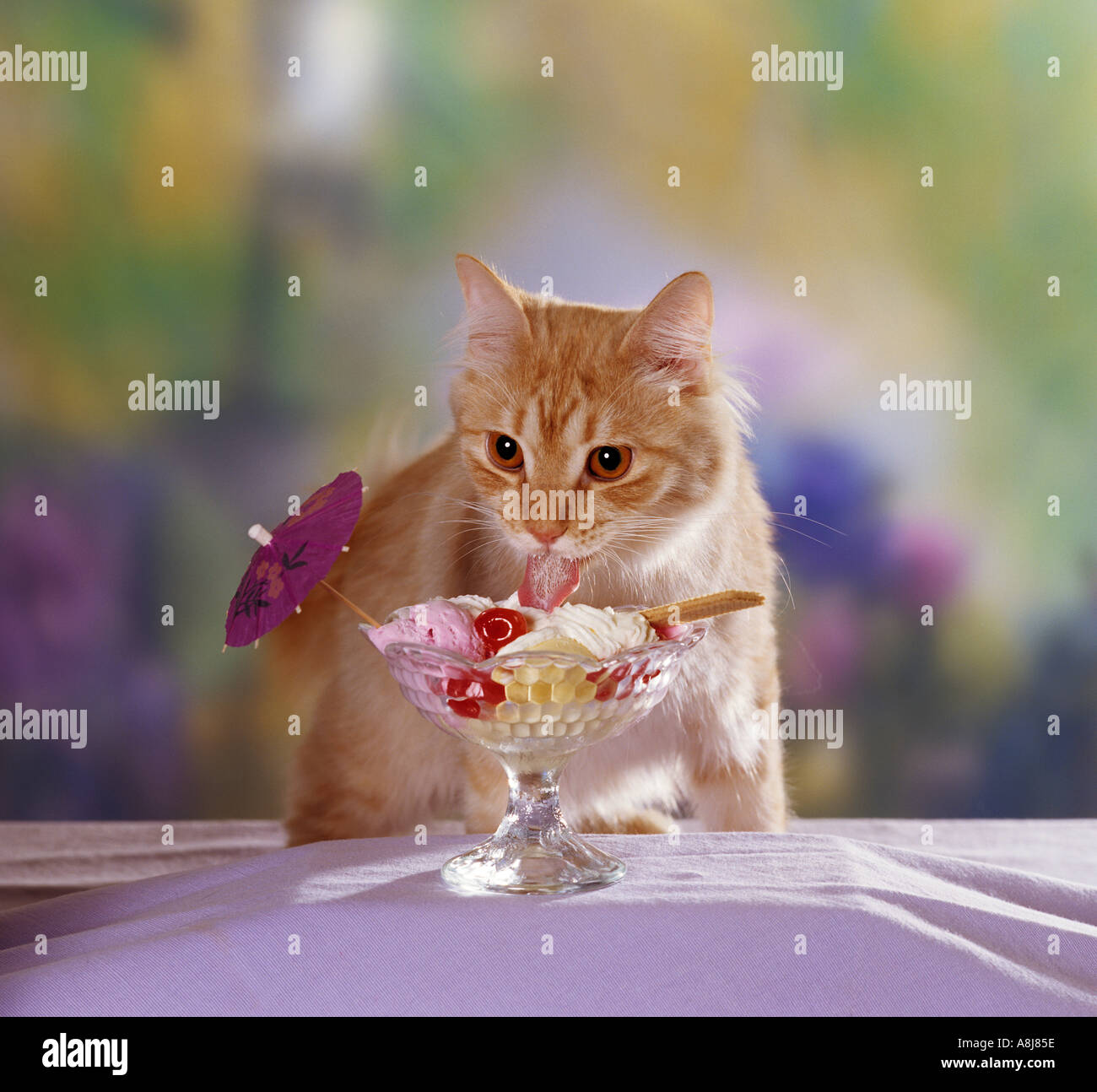 Ice Cream Cats High Resolution Stock Photography And Images Alamy