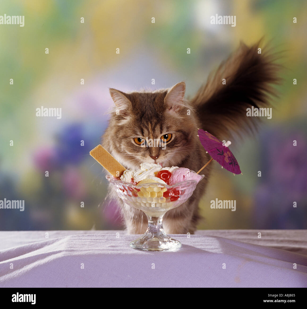 domestic cat licking ice cream Stock Photo