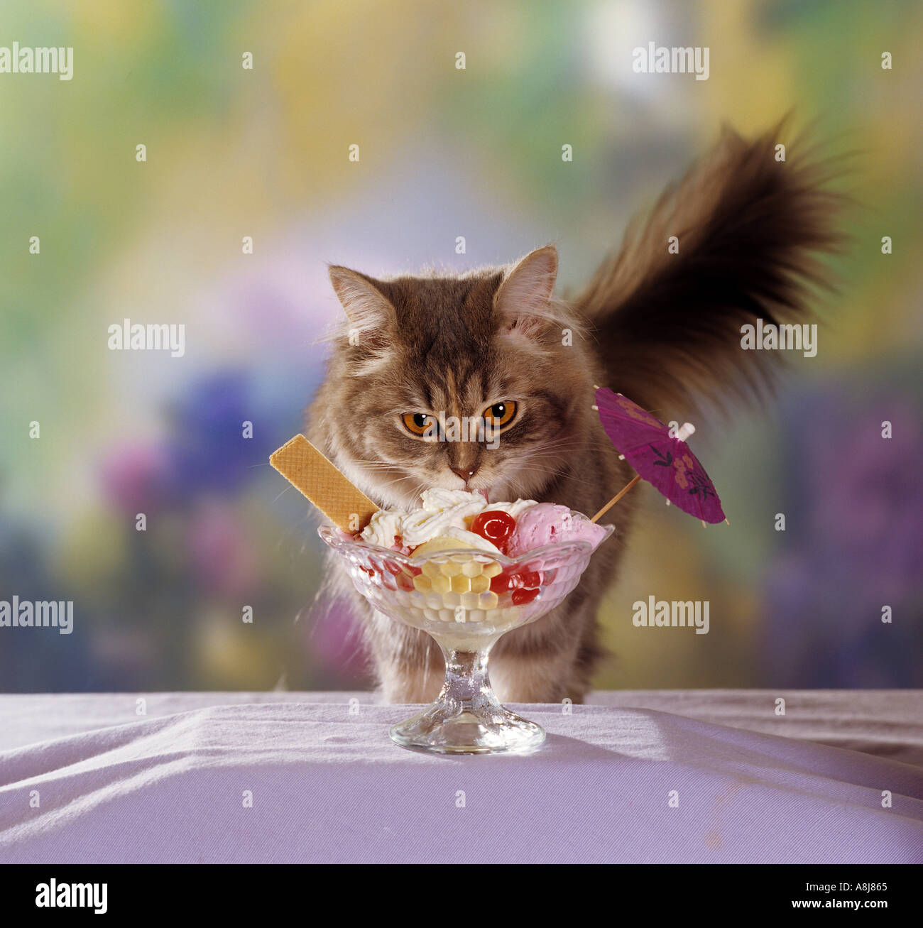 360+ Cat Eat Ice Cream Stock Photos, Pictures & Royalty-Free Images - iStock