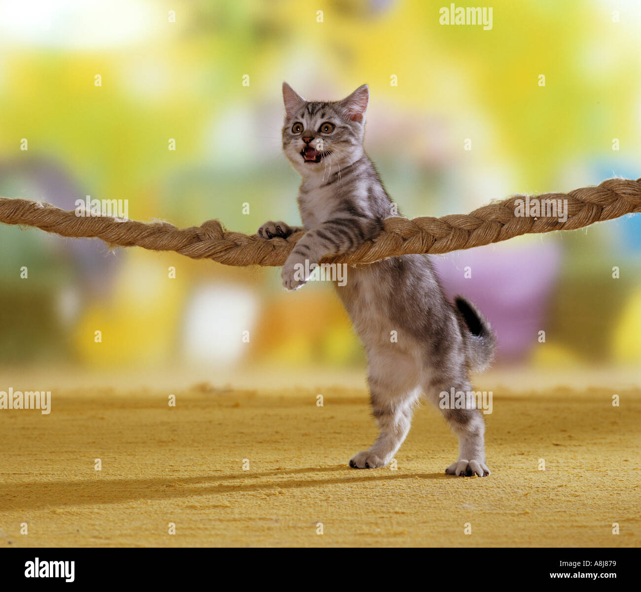 domestic cat kitten does gymnastics at rope 7 weeks Stock Photo Alamy