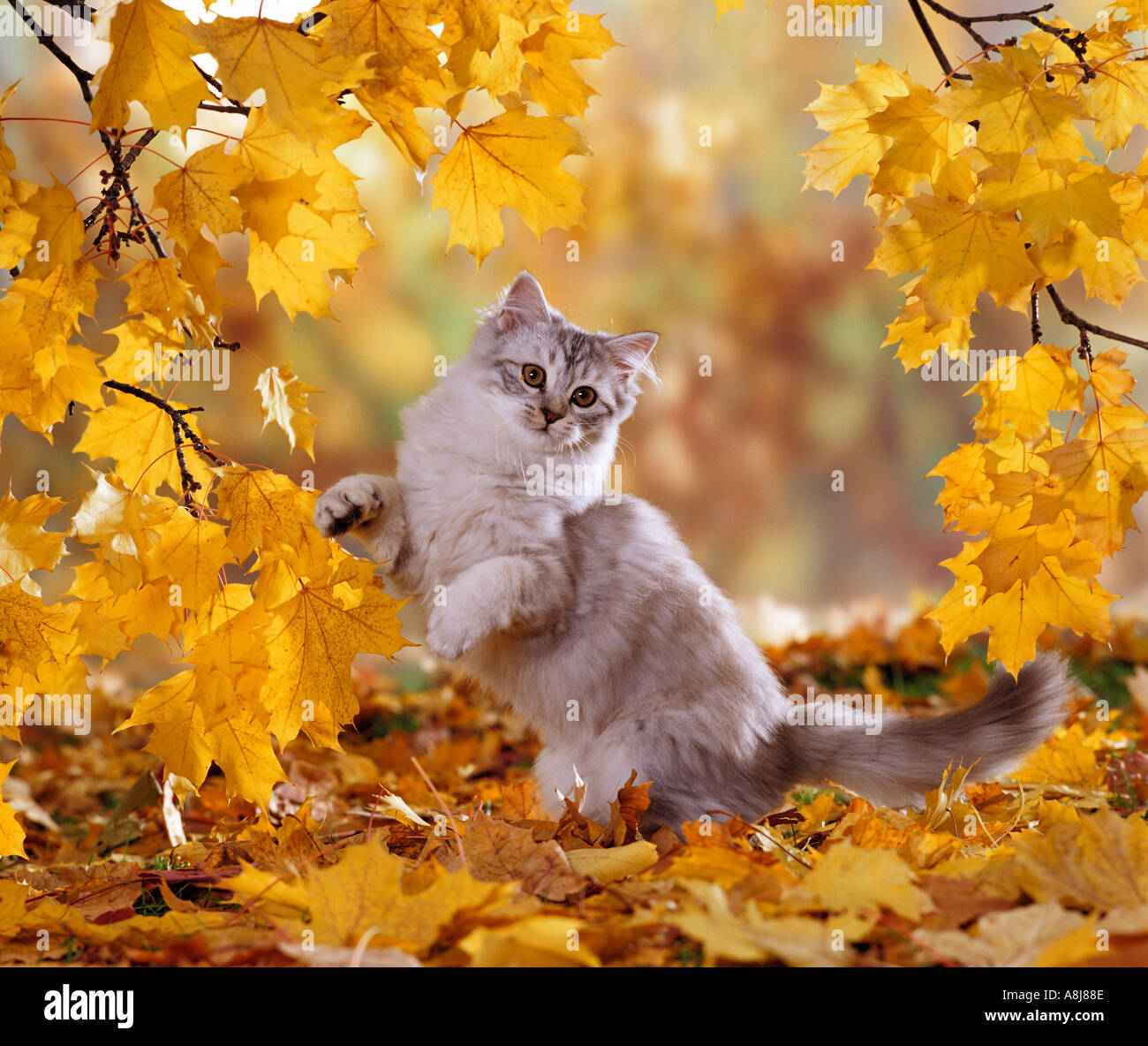 domestic-cat-kitten-in-autumn-foliage-11-weeks-A8J88E.jpg