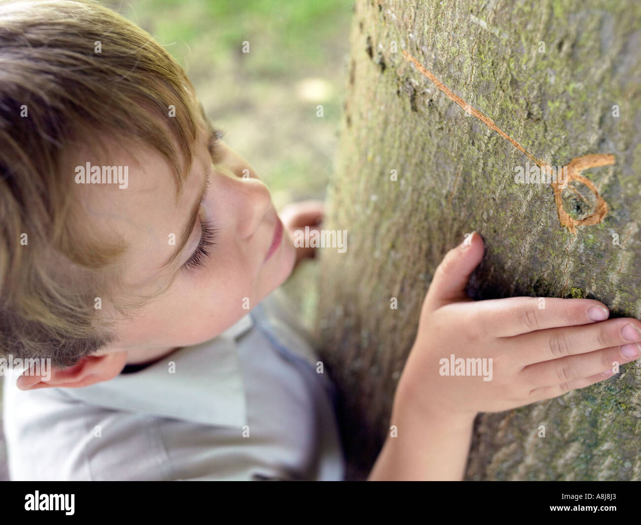 six year old boy leaning on tree with his height and age engraved seeing if he has grown Stock Photo