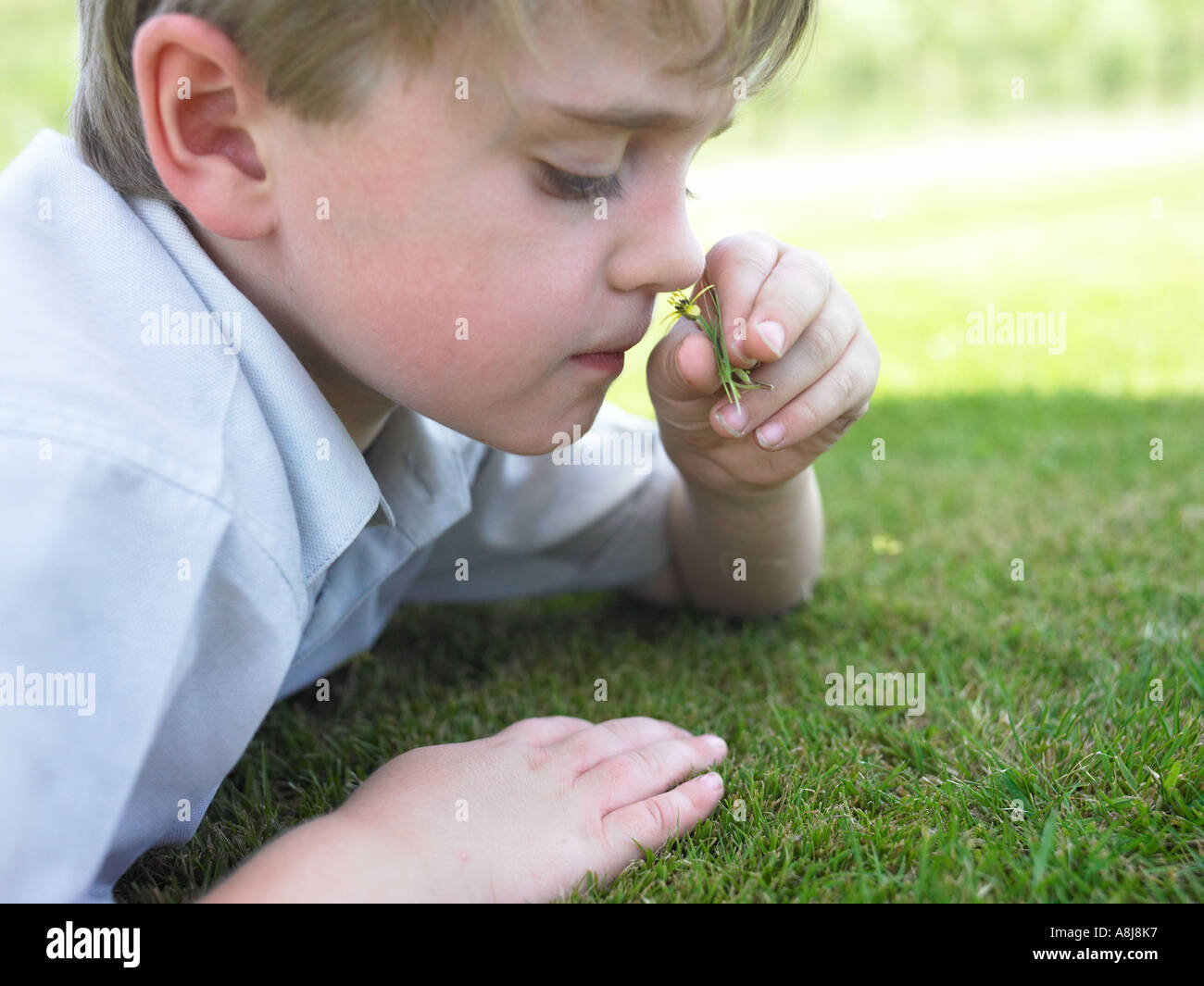 child laying on grass smelling a flower daisy Stock Photo Alamy