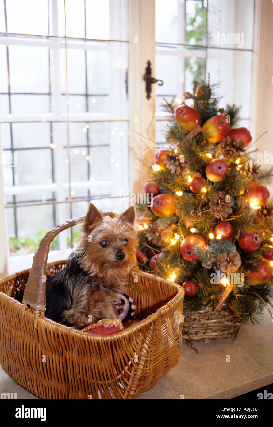 Pet dog in its basket by the family Christmas tree Stock Photo