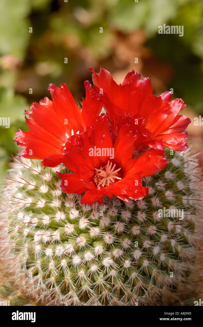 mammillaria fera-rubra Mammillaria tesopacensis rubriflora