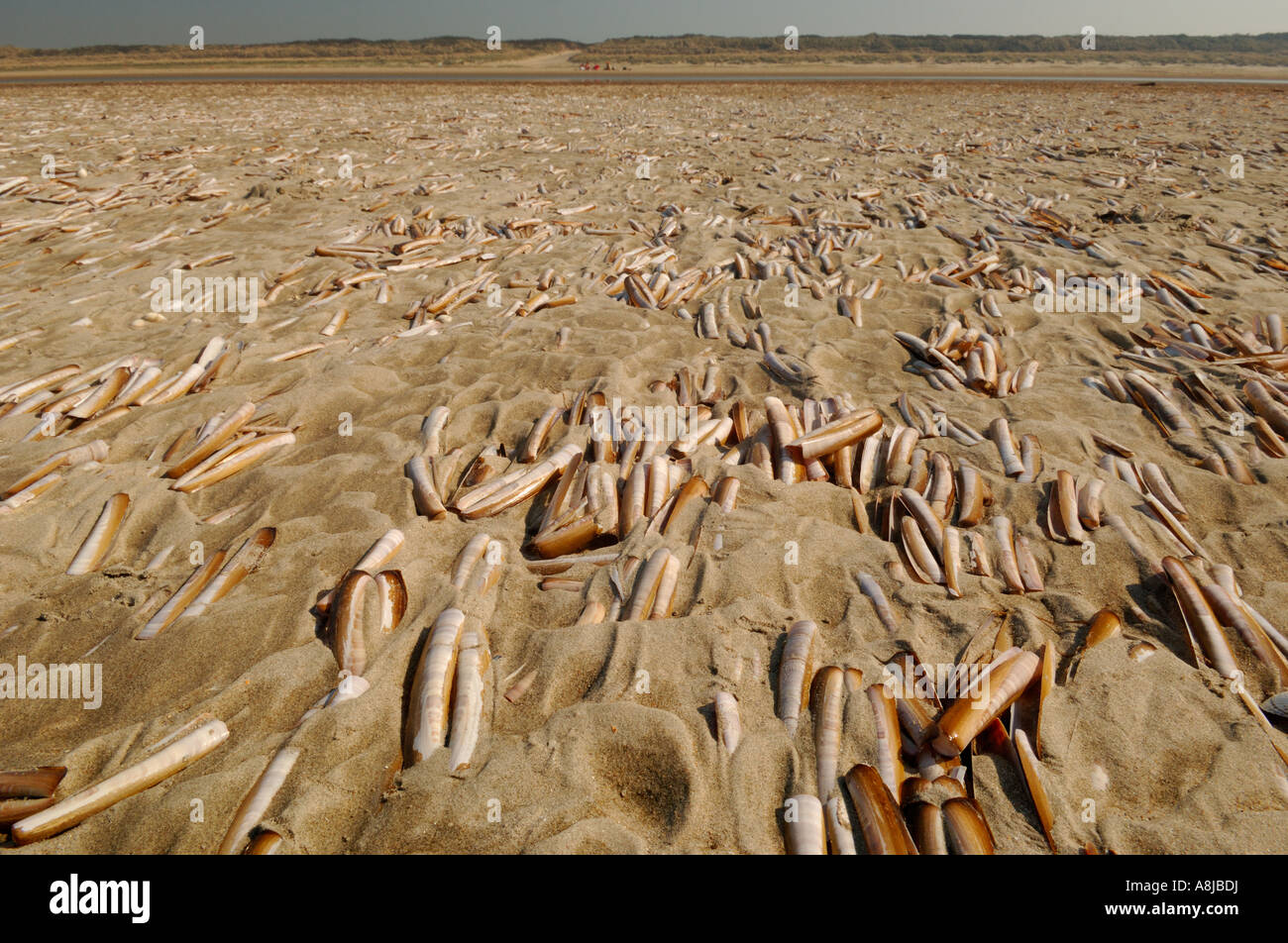 Sunset on North sea Beach with on the front shell Atlantic jackknife ...