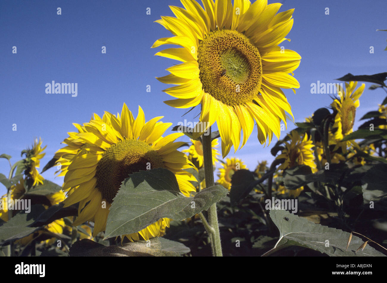 Sunflowers hi-res stock photography and images - Alamy