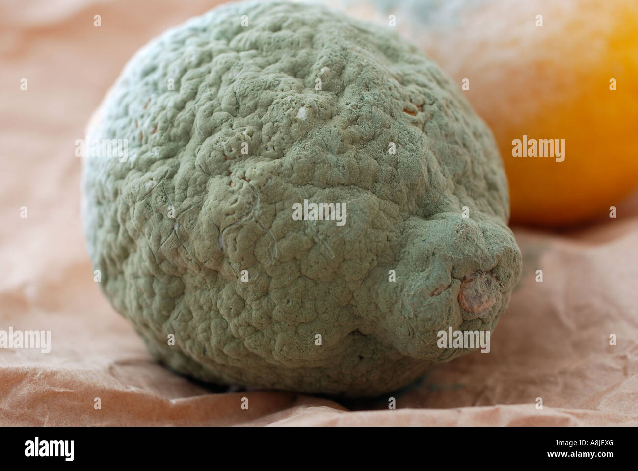 Mouldy lemon hires stock photography and images Alamy