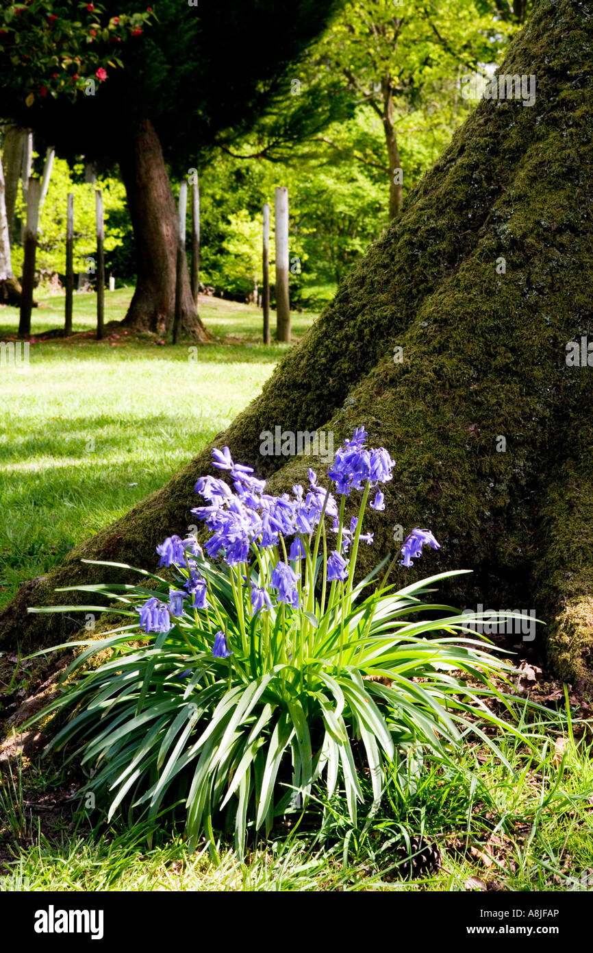 Clump of Bluebells at the base of a tree trunk in Bowood House Rhododendron Woods and Walks, Wiltshire, England Stock Photo