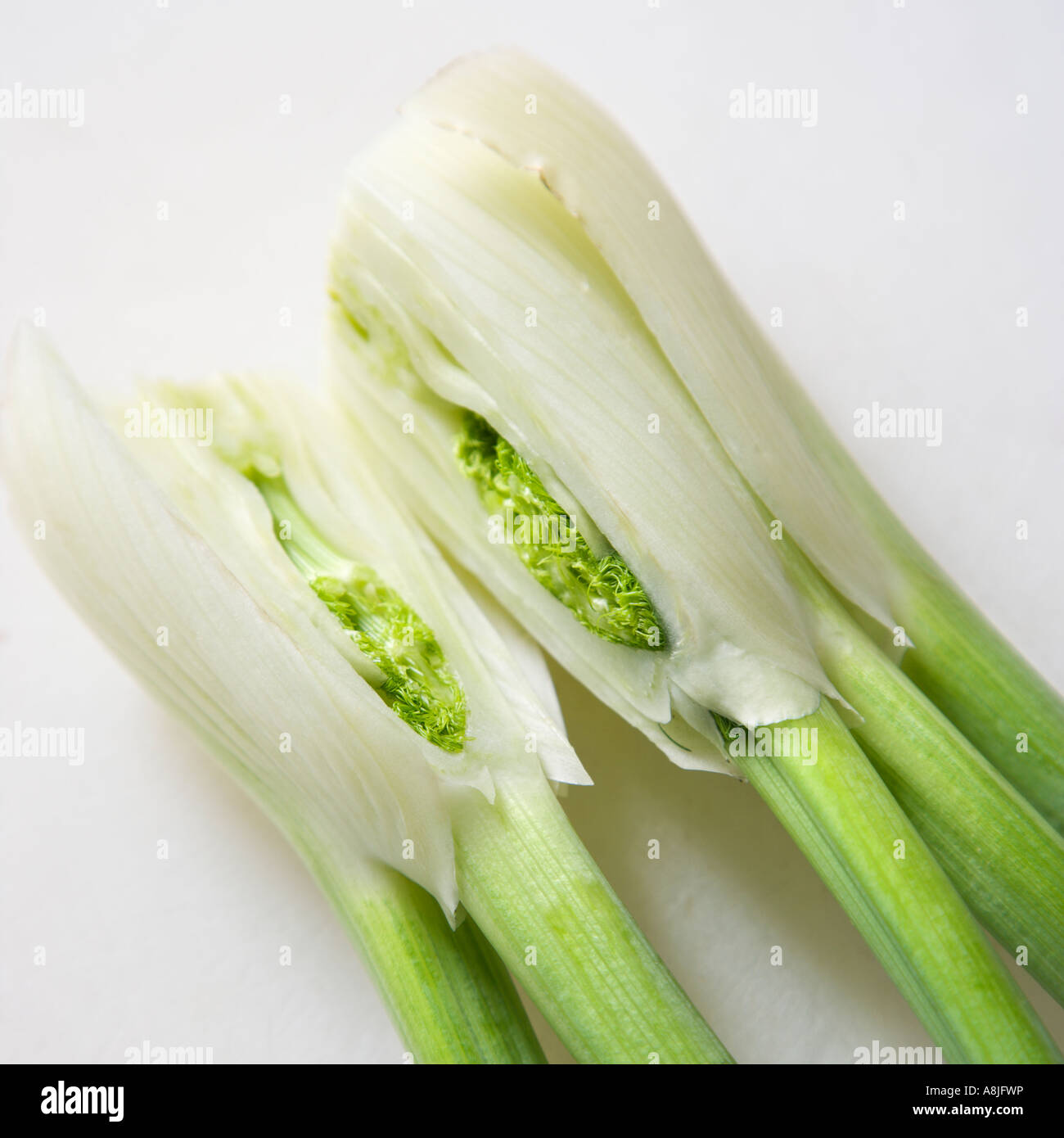 Close up of stalk and bulb of fennel cut in half Stock Photo Alamy