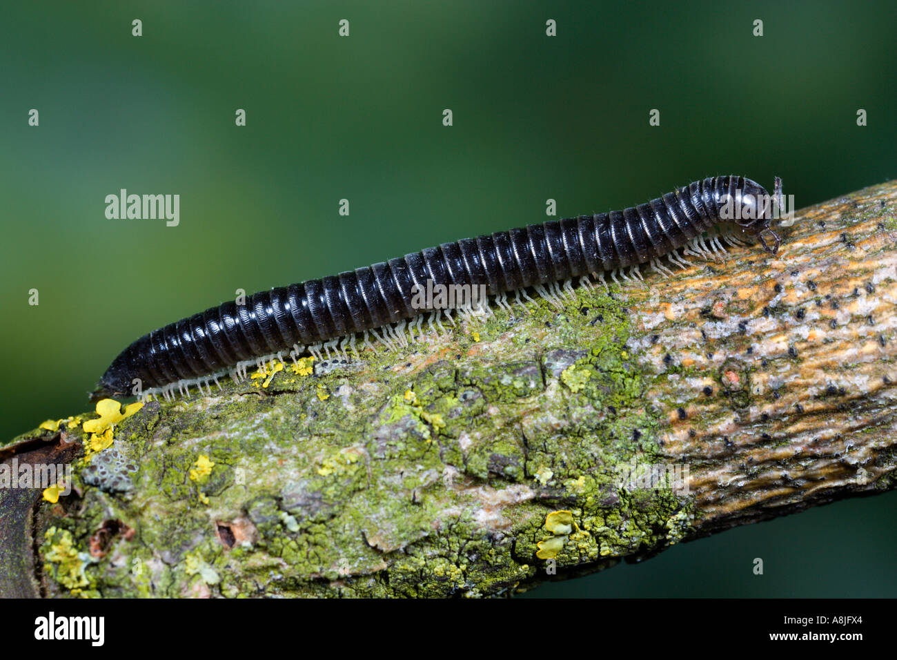 Millipede uk hires stock photography and images Alamy