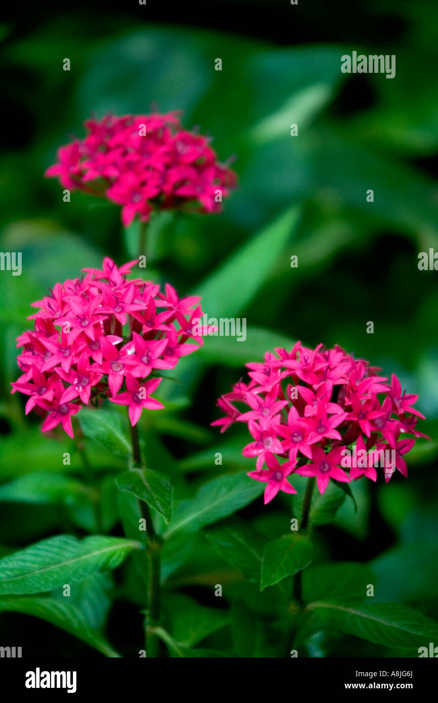 Family rubiaceae hi-res stock photography and images - Alamy
