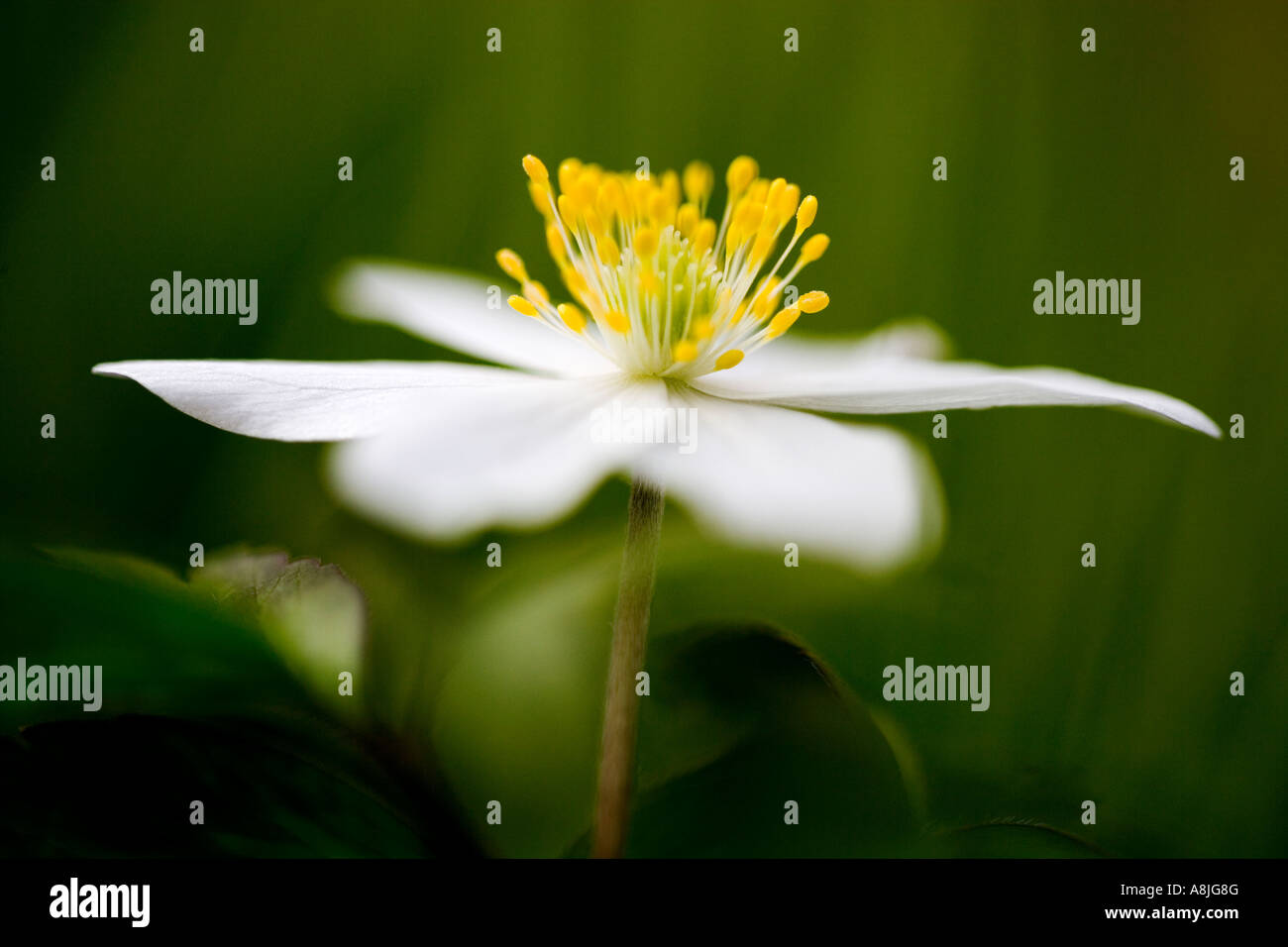 Wood Anemone, Anemone nemorosa, woodland Spring flower Stock Photo Alamy