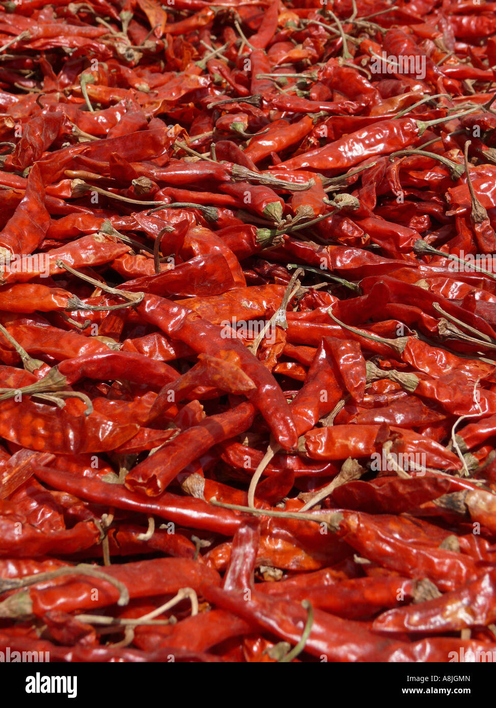 Capsicum Annuum India High Resolution Stock Photography and Images - Alamy