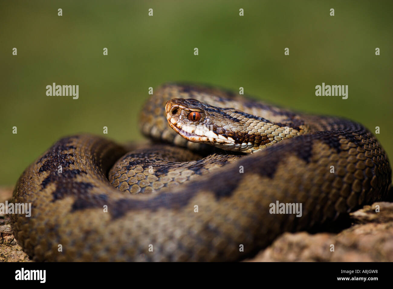 Adder Vipera berus on log looking alert ready to strike leicestershire with nice out of focus background Stock Photo