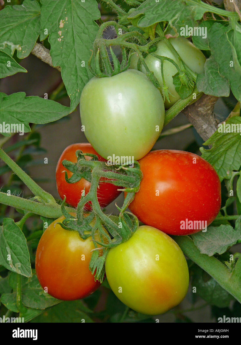 Tomato. Lycopersicon esculentum. It is a plant in the Solanaceae or nightshade family. Maharashtra, india. Stock Photo