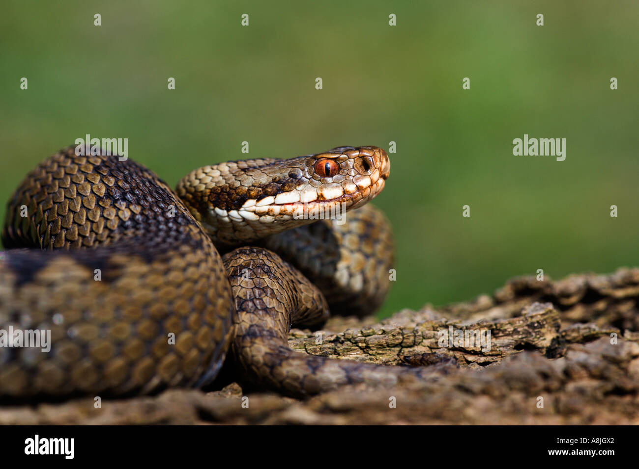 Adder Vipera berus on log looking alert ready to strike leicestershire with nice out of focus background Stock Photo