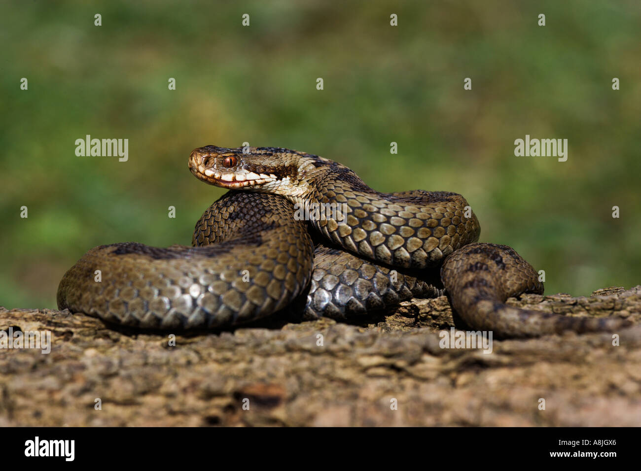 Adder Vipera berus curled up on log looking alert ready to strike with nice out of focus background leicestershire Stock Photo
