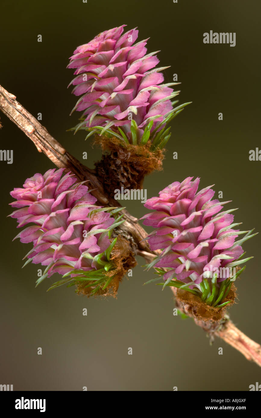 close up of a common larch Larix decidua female flower detail close up of flower with nice out of focus background potton bedfor Stock Photo