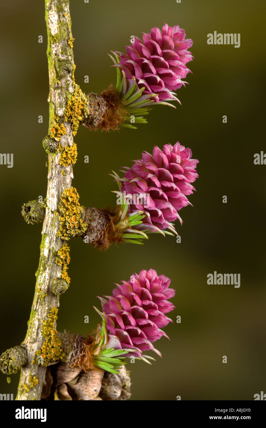 close up of a common larch Larix decidua female flower detail close ip of flower with nice out of focus background potton bedfor Stock Photo