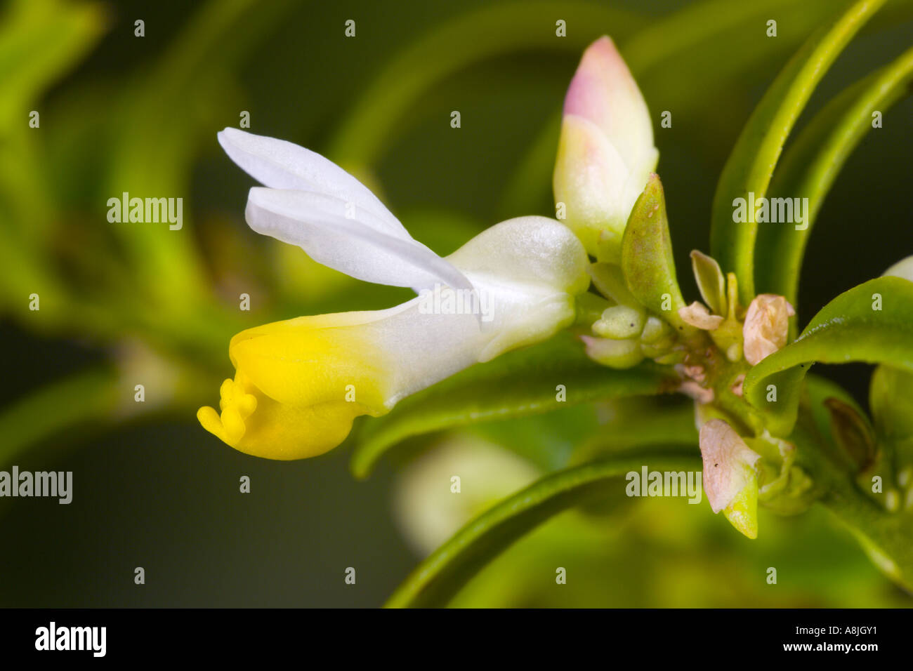 Polygala chamaebuxus detail close up of flower with nice out of focus background potton bedfordshire Stock Photo