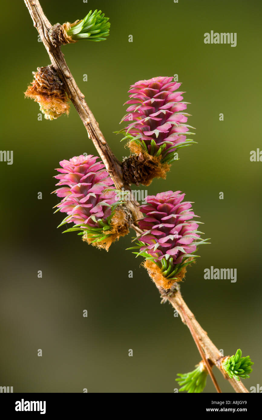A close up of a common larch Larix decidua female flower with nice out of focus background potton bedfordshire Stock Photo