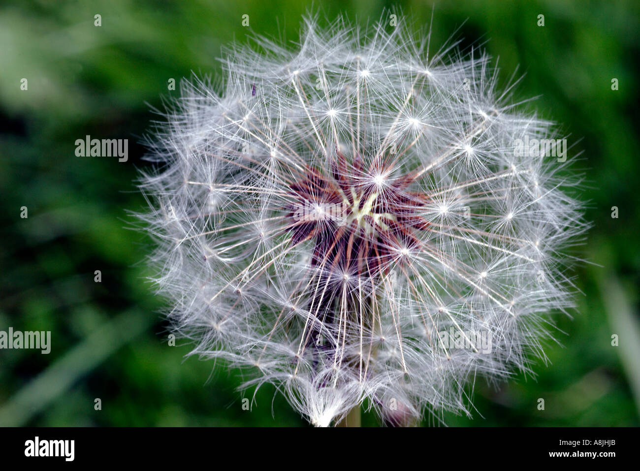 Dandelion seed flower taraxacum hi-res stock photography and images - Alamy
