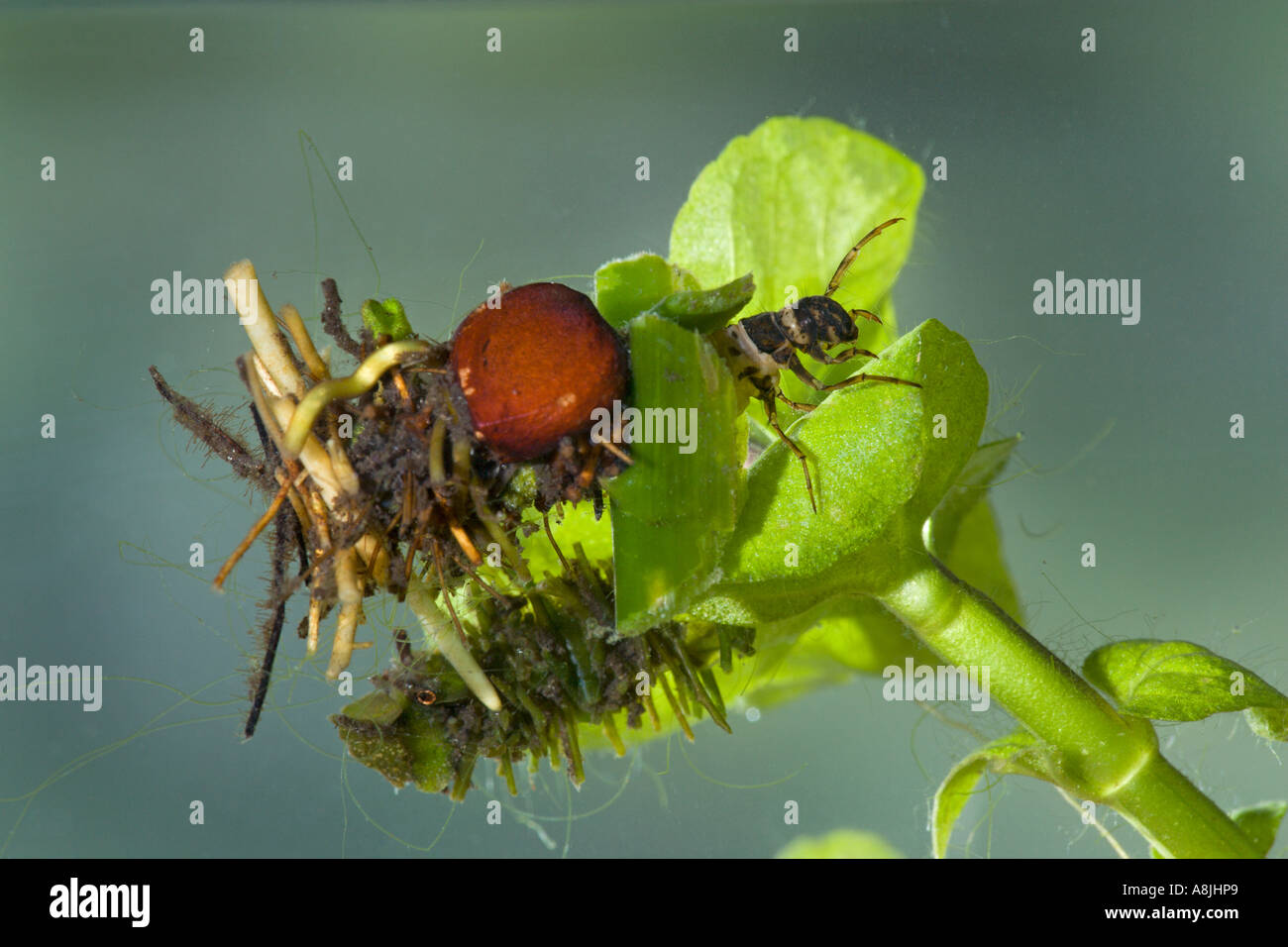 Caddisfly larvae uk hires stock photography and images Alamy