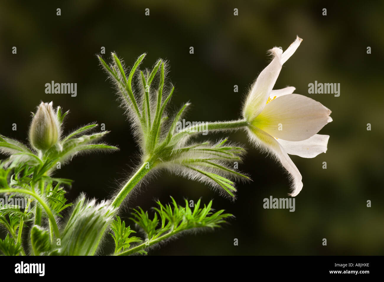 WHITE PASQUE FLOWER anemone pulsatilla with nice defuse background potton bedfordshire Stock Photo