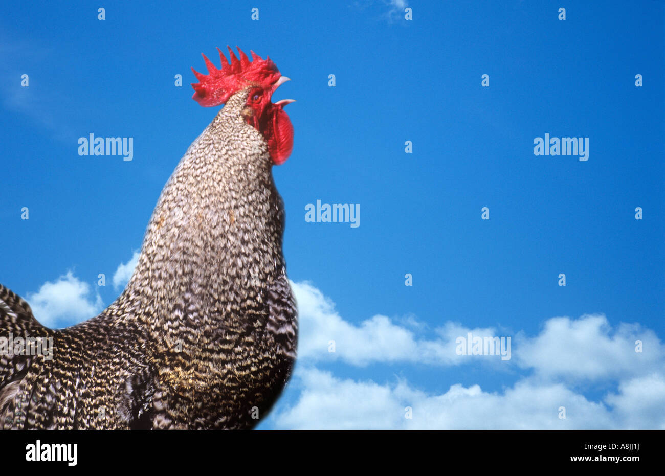 Cockerel hi-res stock photography and images - Alamy