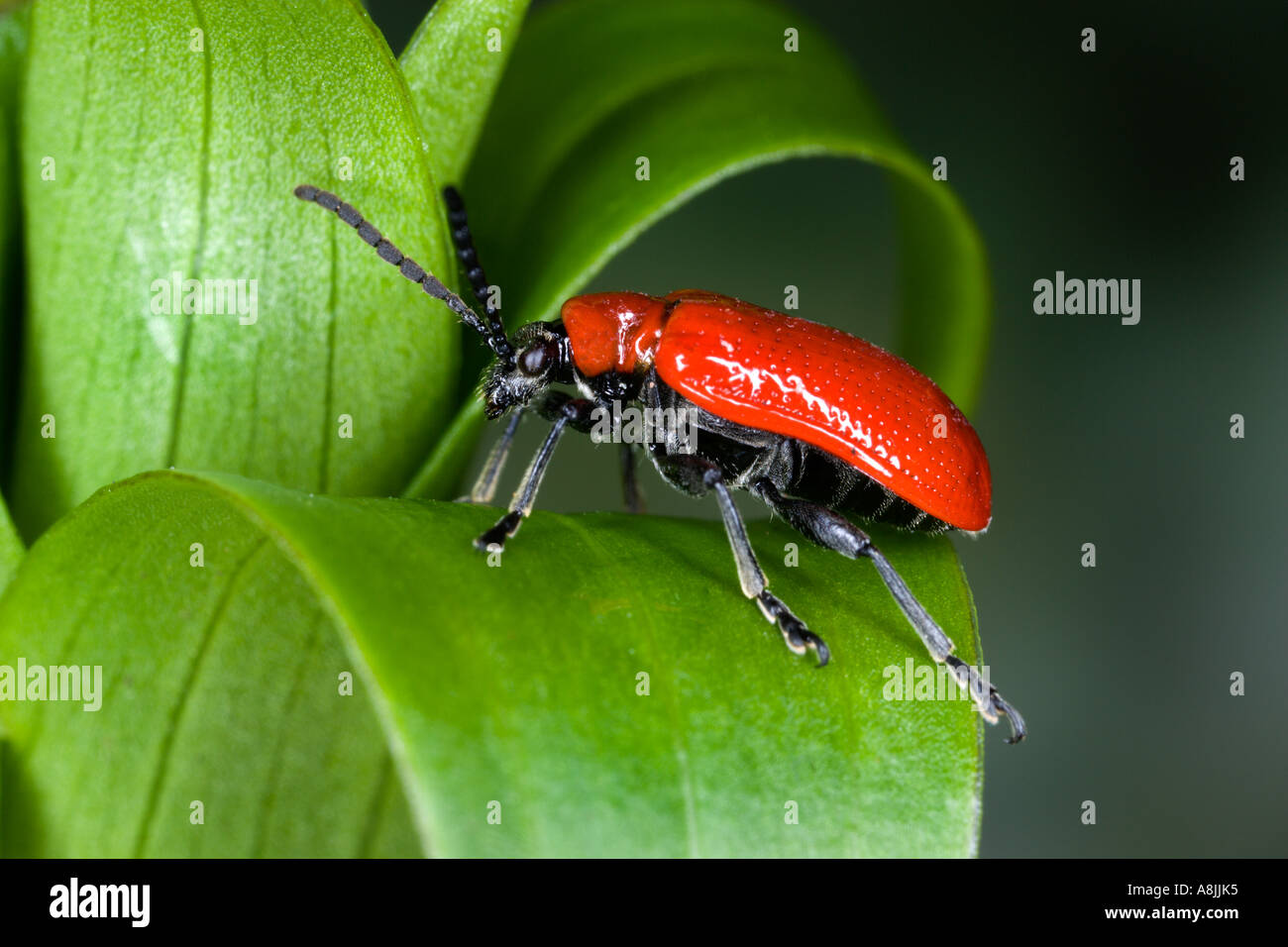 Lily beetles lilioceris lilii hi-res stock photography and images - Alamy