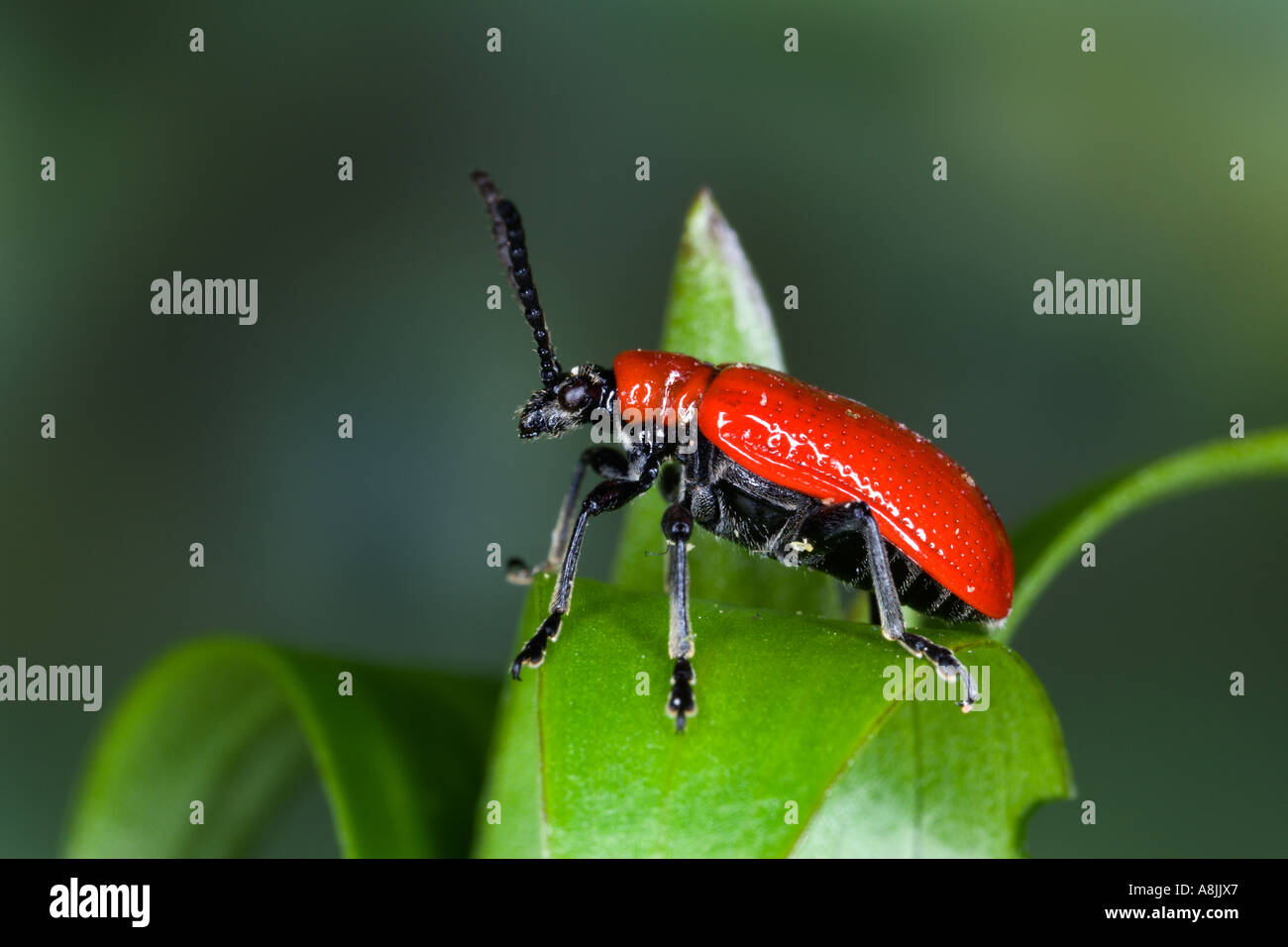 Lily Beetle Lilioceris lilii on lily leaf standing looking alert with ...