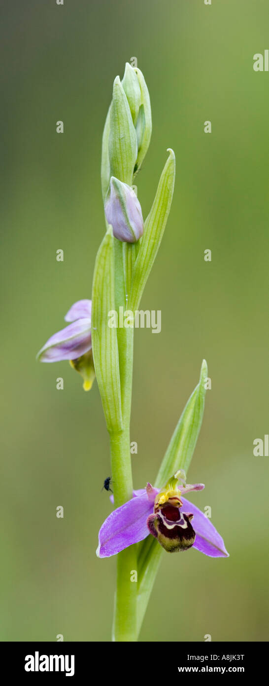Bee Orchid (Ophrys apifera) single spike growing at Biggleswade bedfordshire Stock Photo