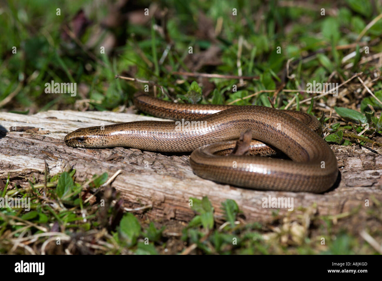 Curled worm hires stock photography and images Alamy