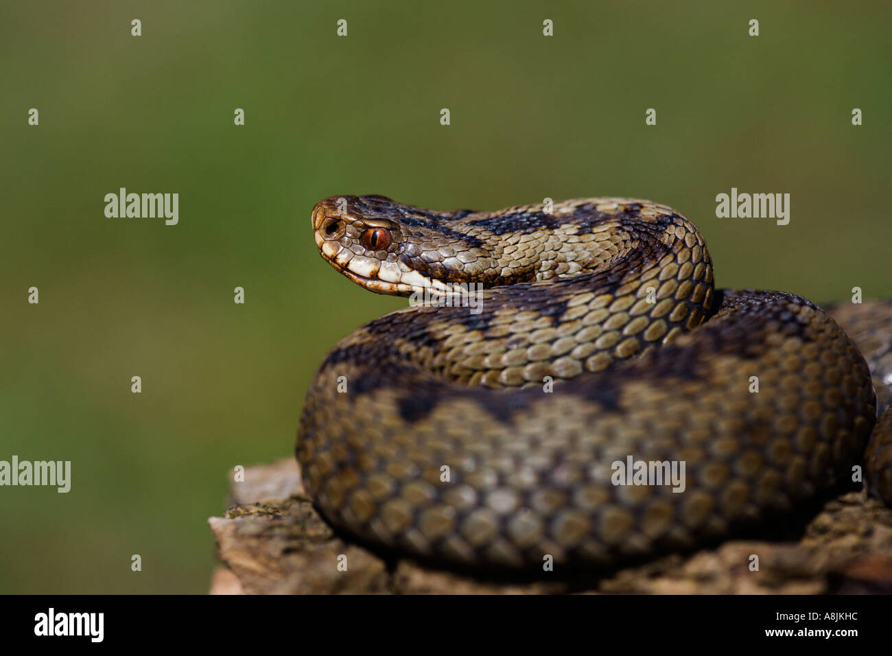 Adder Vipera berus coiled up ready to strike with nice defuse background leicestershire Stock Photo