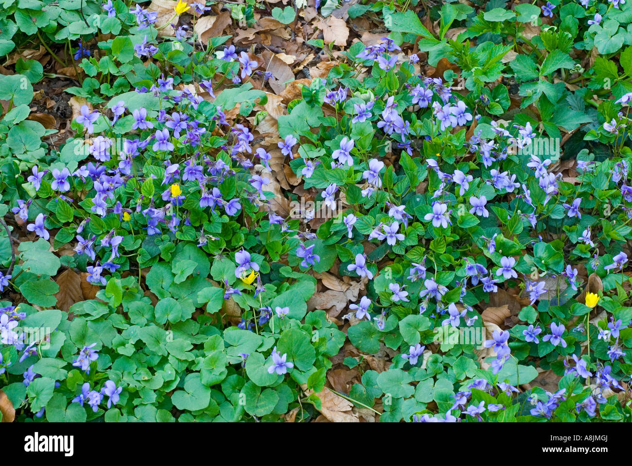 Violet flowers Viola riviniana Stock Photo Alamy