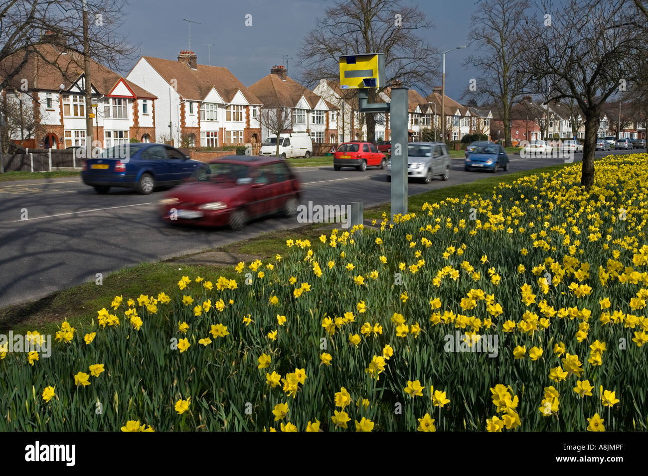 Colchester daffodils and a speed camera on Cowdray Avenue. Avenue of