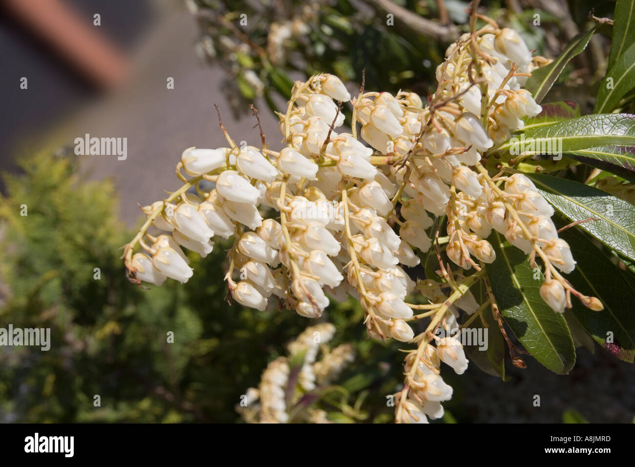 A Pieris Japonica, FOREST FLAME with Drooping Clusters of Pale Pink
