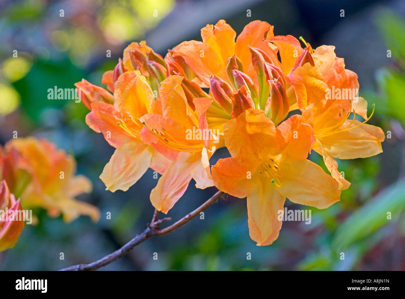 rhododendron salbe bei gelenkschmerzen Gelenkschmeichler | Salbe fr Knie & Gelenke