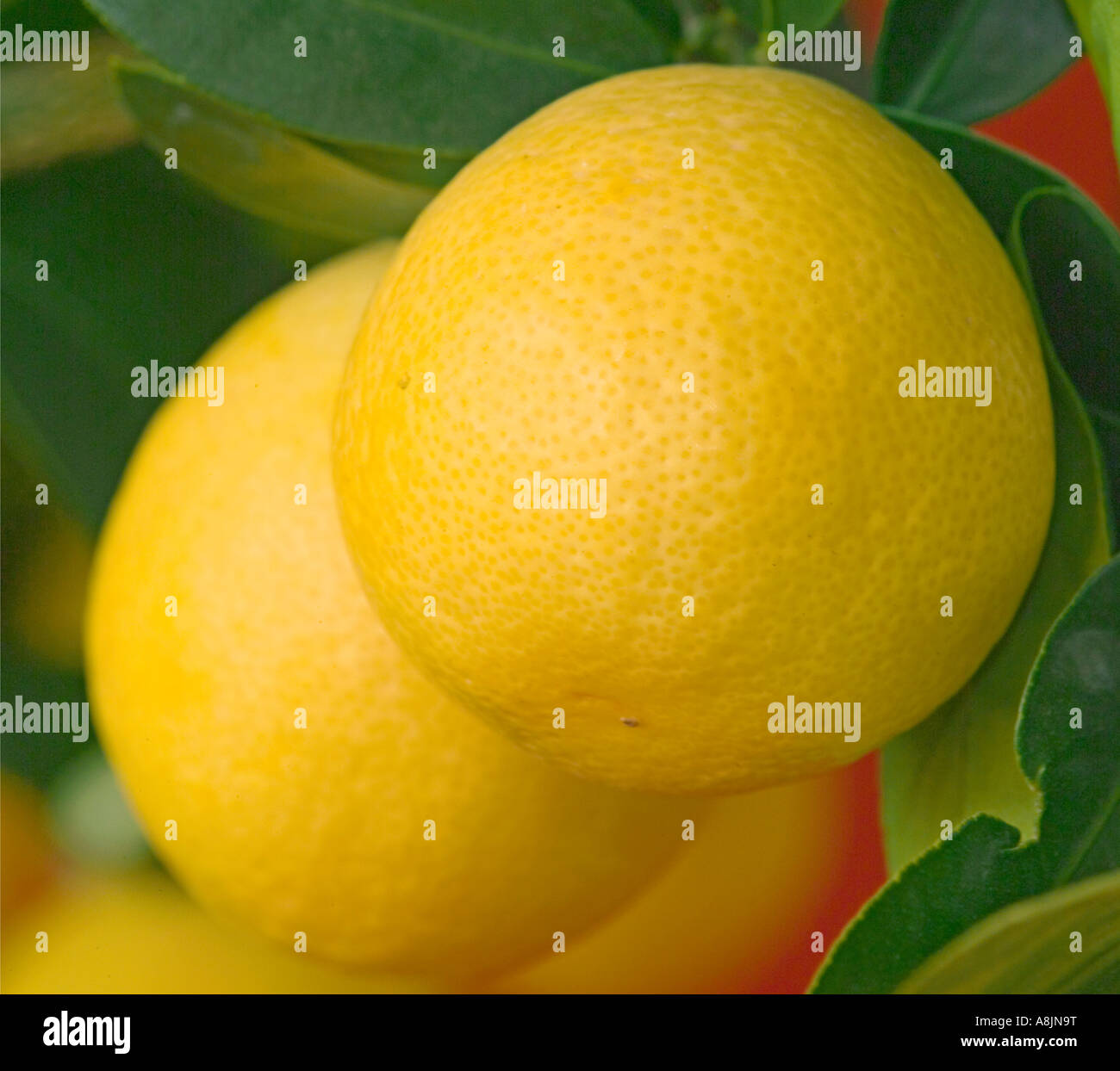 Lithe Limon Limon hi-res stock photography and images - Alamy