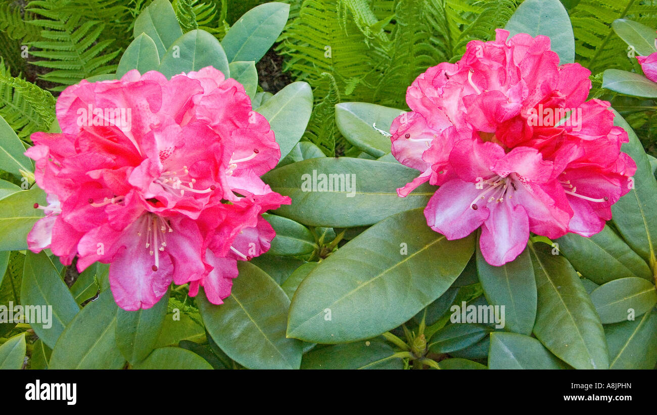 Red rhododendron 'Ann Lindsay' blooming Stock Photo