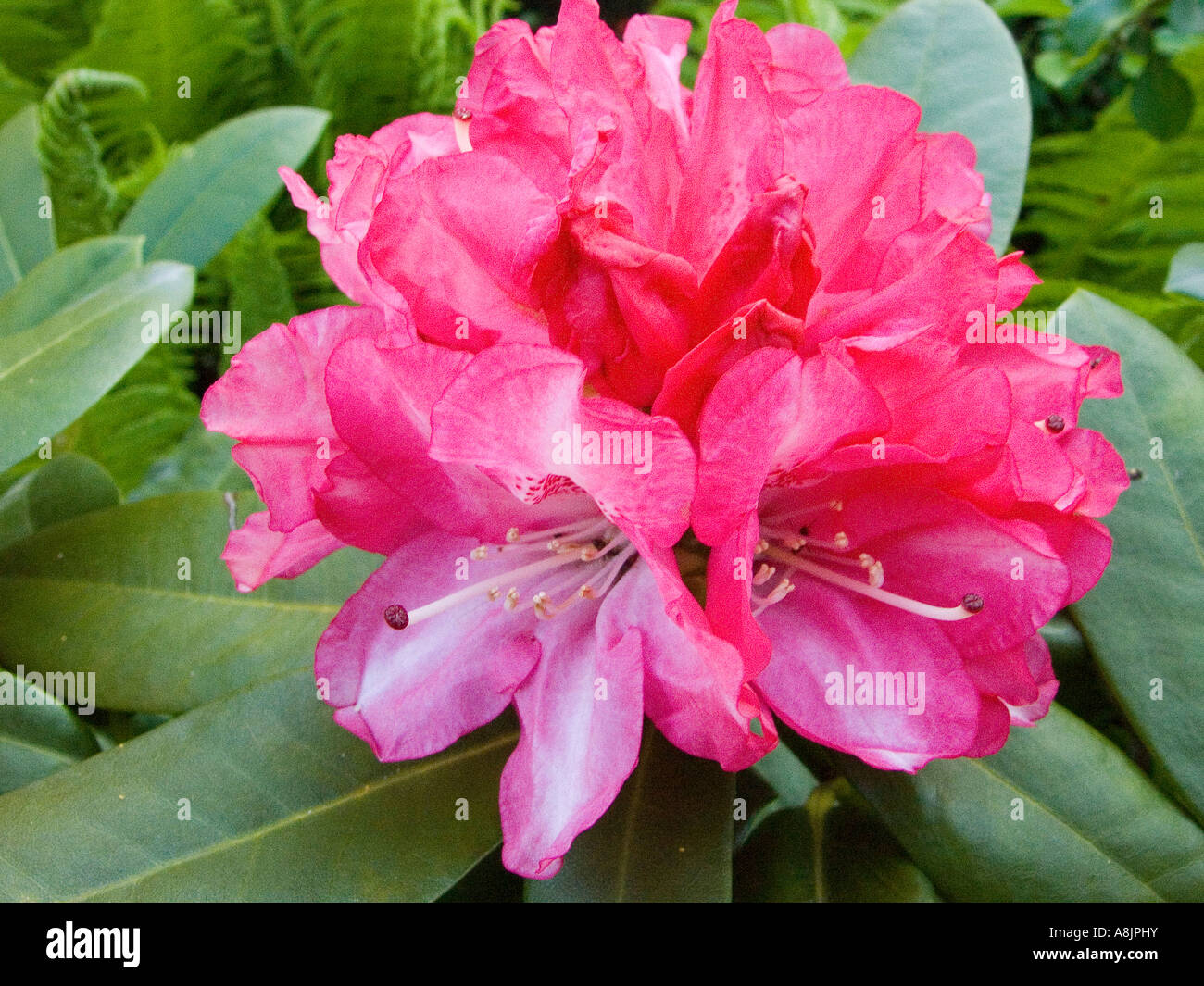Red rhododendron 'Ann Lindsay' blooming Stock Photo
