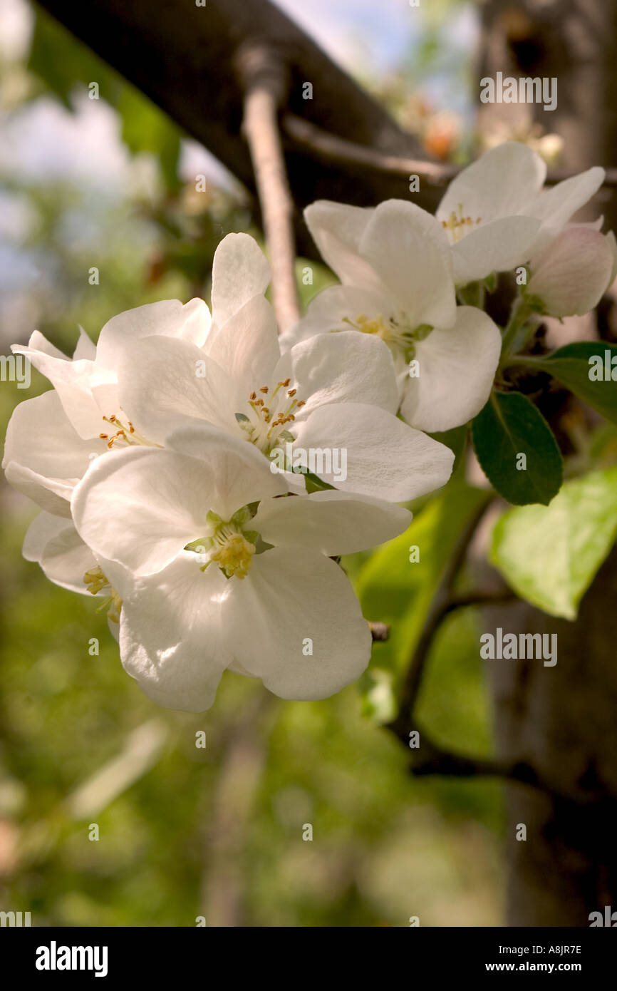 Gravenstein apple blossoms close up with soft background Stock Photo