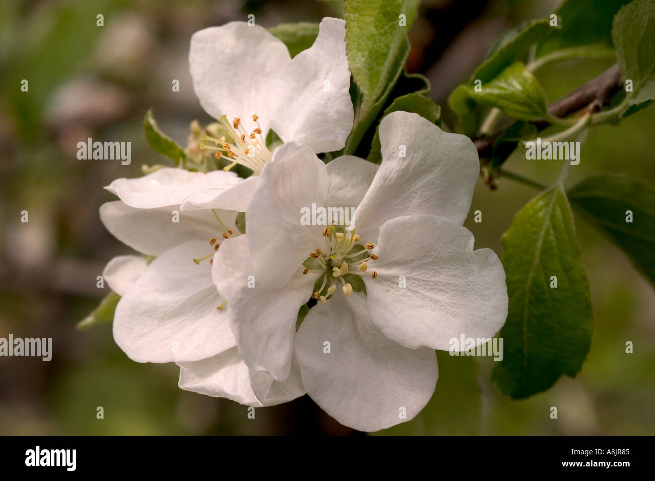 Gravenstein apple blossoms close up with soft background Stock Photo