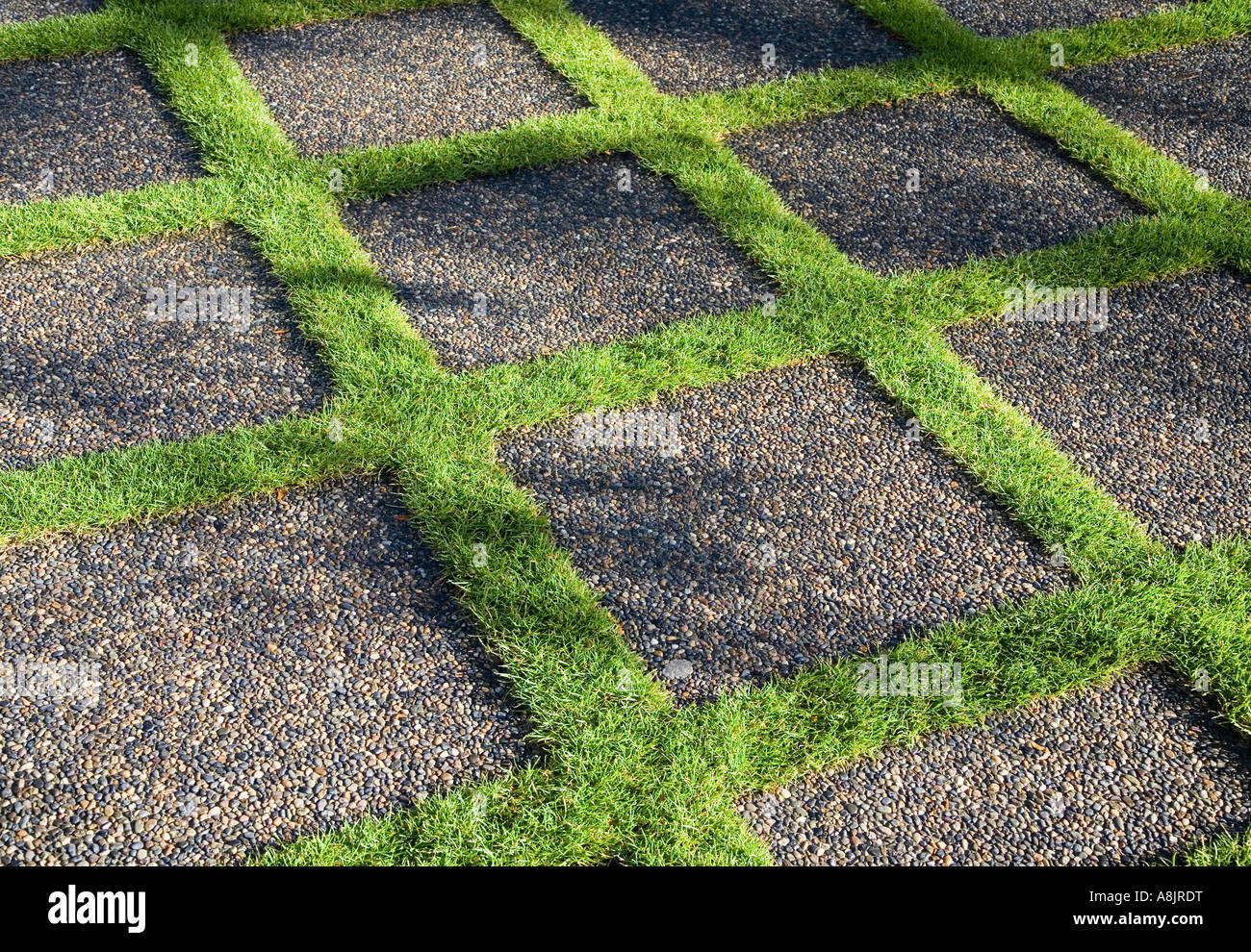 Hardy variety of grass planted to form squares between paving stones