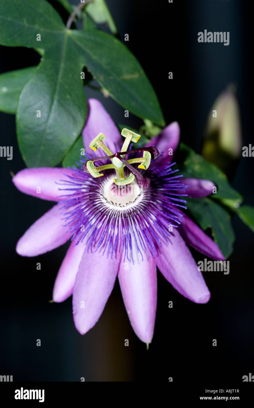 True passionflower, Läkepassionsblomma (Passiflora incarnata) Stock Photo