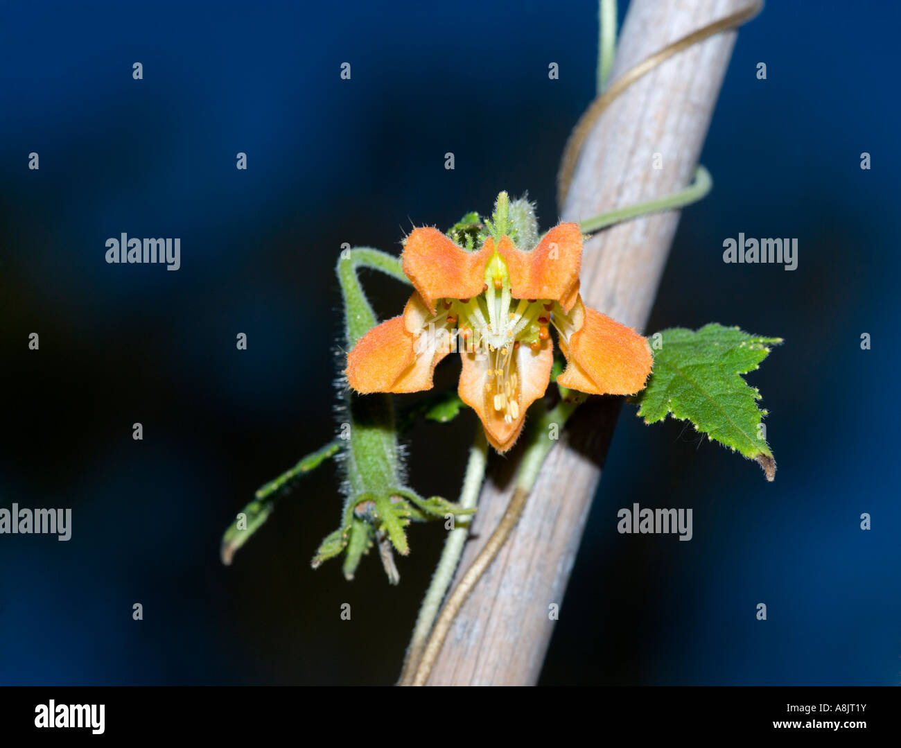 Tingle lily Stock Photo