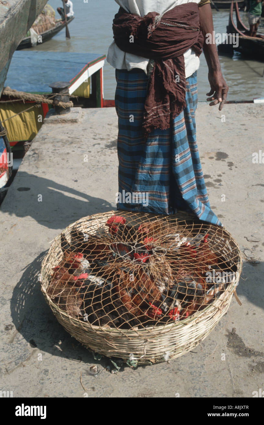 Animals of bangladesh hi-res stock photography and images - Alamy